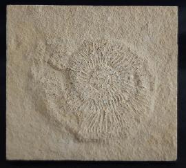 Solnhofen - Ammoniten - Subplanites rueppelianum QUENSTEDT 1888